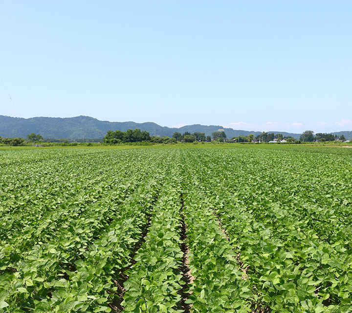 だだ茶豆右衛門